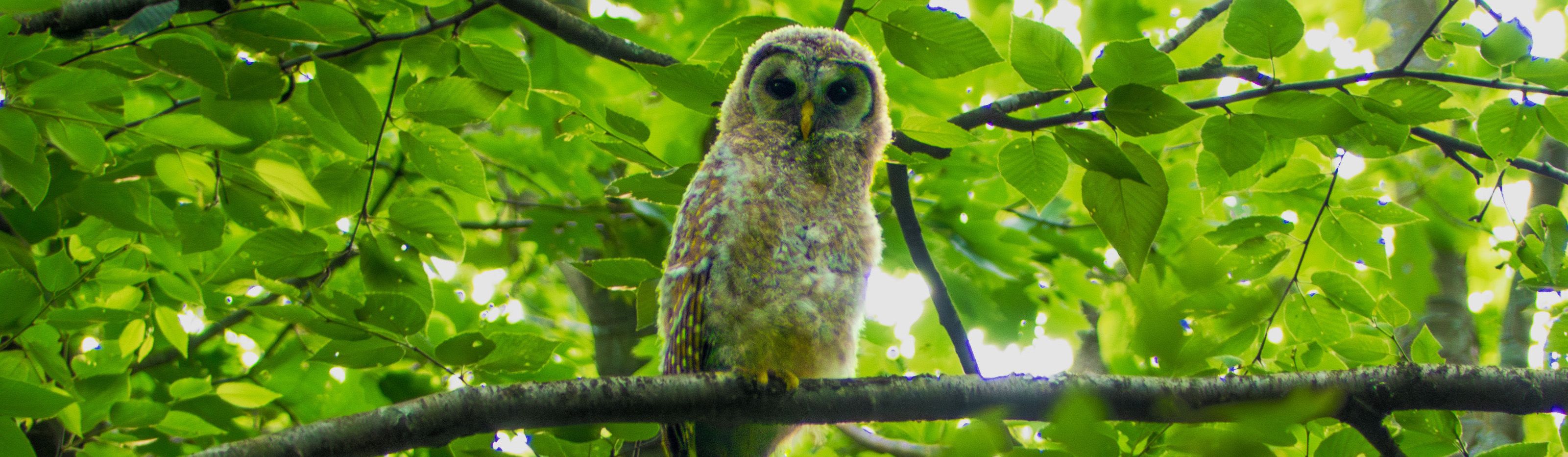 Juvenile Barred Owl