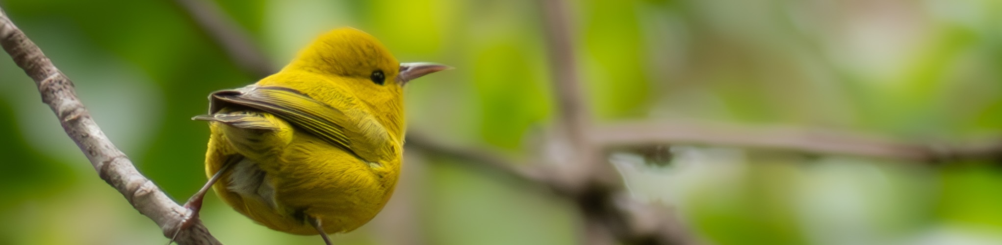 anianiau>
  </div>

  <!-- Image: me -->
  <div class=